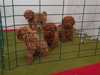 Toy poodle köpekleri