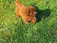 sağlık ve ırk garantili poodle yavrular