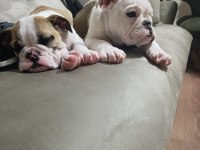 ENGLİSH BULLDOG YAVRULAR İZMİR