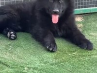 FULL BLACK ALMAN ÇOBAN KÖPEĞİ YAVRULARI Rezerve