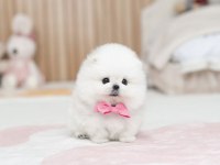 Özel Seçilmiş Pomeranian Yavrusu