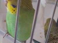 Kaliteli muhabbet kuşu yavruları