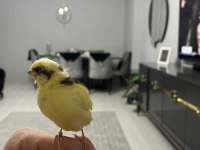 Takım ve yavru kanarya