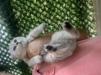 SHOW KALİTE SAFKAN EV KEDİLERİM