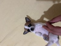 Elma kafa dişi chihuahua 35 günlük