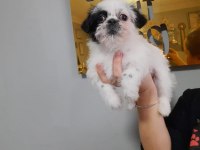 3 aylık dişi sevimli morkie kızımız