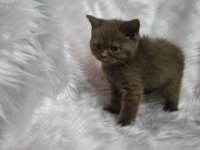 Cinnamon dişi british shorthair