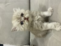 British longhair 43 günlük yavru kedimiz