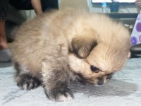 Pomeranian erkek