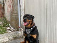 1 Yaşında Rottweiler Nacar Arex