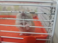 Kahverengi Hamster Yavrular