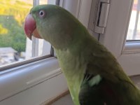 Erkek yavru alexander