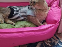 SAĞLIK NEDENİYLE BRİTİSH GOLD KEDİMİ SAHİPLENDİRECEĞİM