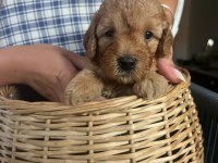 bebeklerimiz yeni yuvalarını arıyor toy poodle