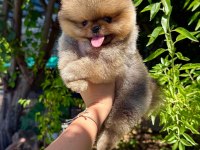 Orjinal Pomeranian Boo