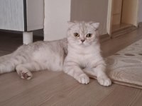 Damızlık dişi british shorthair