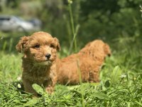 Anne altından maltipoo