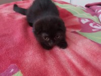 Tatlı scottish fold yavrularımız