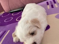 Kore kan maltese terrier yavrular