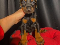Safkan veterinerden garantili doberman yavruları