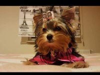 Yorkshire terrier yavrularımız