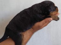 Orjinal rottweiler yavruları rezervede