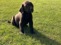 Kahve tüyleri iri patileriyle gerçek Labrador Retriever