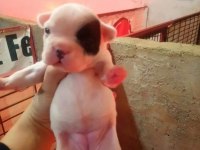 Fransız buldog yavrular