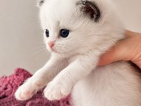 Özel Olmak İsteyenlere Ragdoll