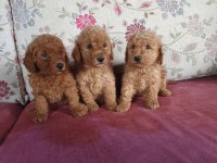 Toy poodle bebekler