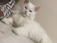 BEYAZ MAİNE COON 2 YAŞINDA DİŞİ KEDİMİZ