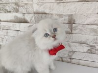 Scottish fold longhair