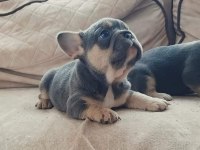 KİM BÖYLE FRENCH BULLDOG GÜZELLİKLERİN AİLESİ OLMAK İSTEMEZ
