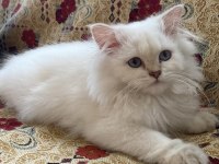 Dişi British Longhair 4 aylık