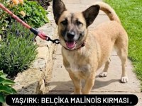 ÜCRETSİZ SAHİPLENDİRME KÖPEĞİMİZ