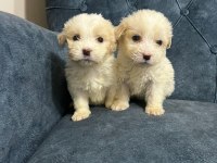 Kar beyaz maltipoo yavrularımız