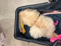 8 aylık pomeranian