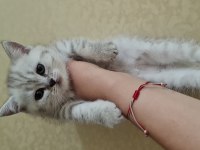 2 aylık british shorthair acil sahiplendirme
