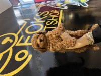 Poodle yavruları