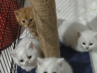 Anne iran chinchilla baba british shorthair