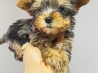 Egzotik Yorkshire Terrier Merle Desen