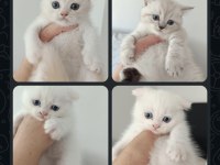 Bal Suratlı Kedilerim Teslime Hazır