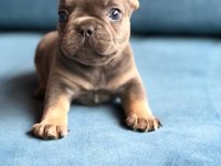 Blue French Bulldog Yavrularımız