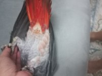 Erkek güzeli bebek jako papağanı