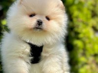 Safkan Pomeranian Boo Yavrularımız