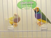 Şampiyonundan jumbo gouldian finch gökkuşağı ispinozu