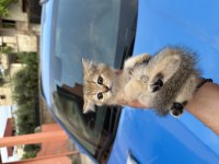 British Shorthair Yavrularım