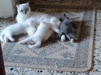 Dişi erkek yavru kedilerimiz