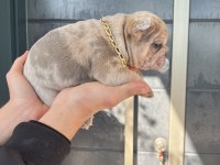 3 KARDEŞ KÖPEKLER SAHADA MAKİNELER HAZIR HIZLI ÇEKEN KAZANIR