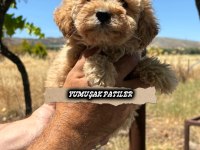 Orijinal Toy Poodle